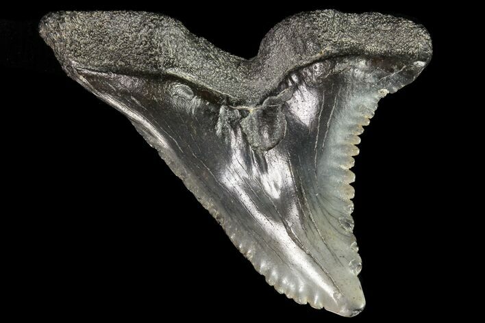 Large, Fossil Hemipristis Tooth - Georgia #74766